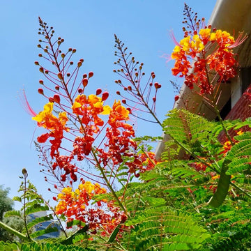Mexican Bird of Paradise Seeds