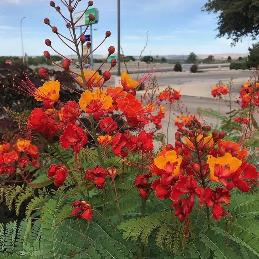 Mexican Bird of Paradise Seeds