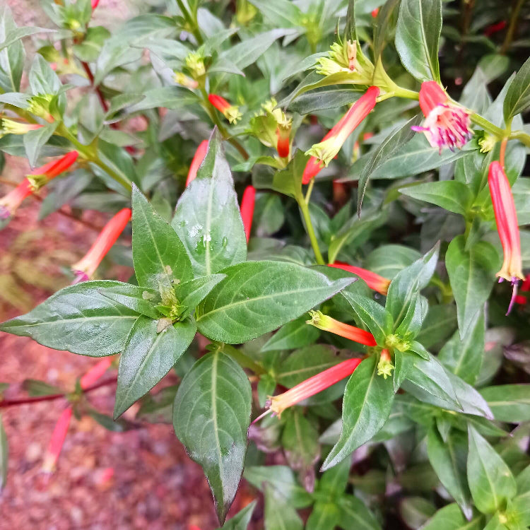 Mexican Cigar Seeds - Flower Plant
