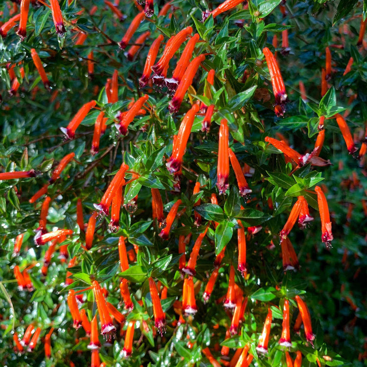 Mexican Cigar Seeds - Flower Plant
