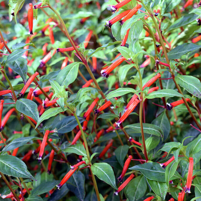 Mexican Cigar Seeds - Flower Plant