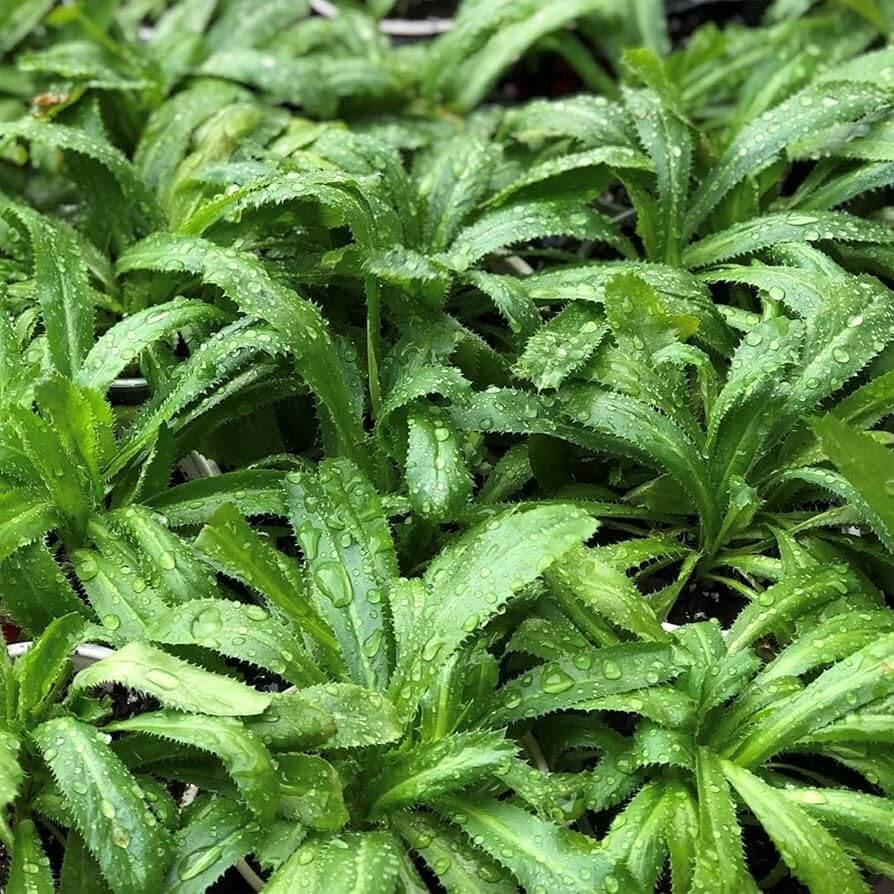 Mexican Coriander Seeds - Herbal Plant