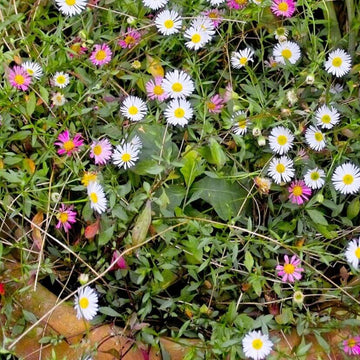 Mexican Daisy Seeds
