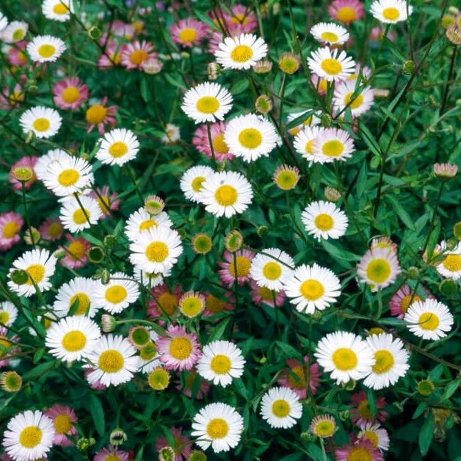 Mexican Fleabane Seeds