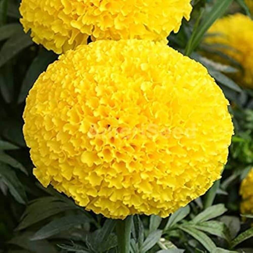 Mexican Golden Yellow Marigold Seeds