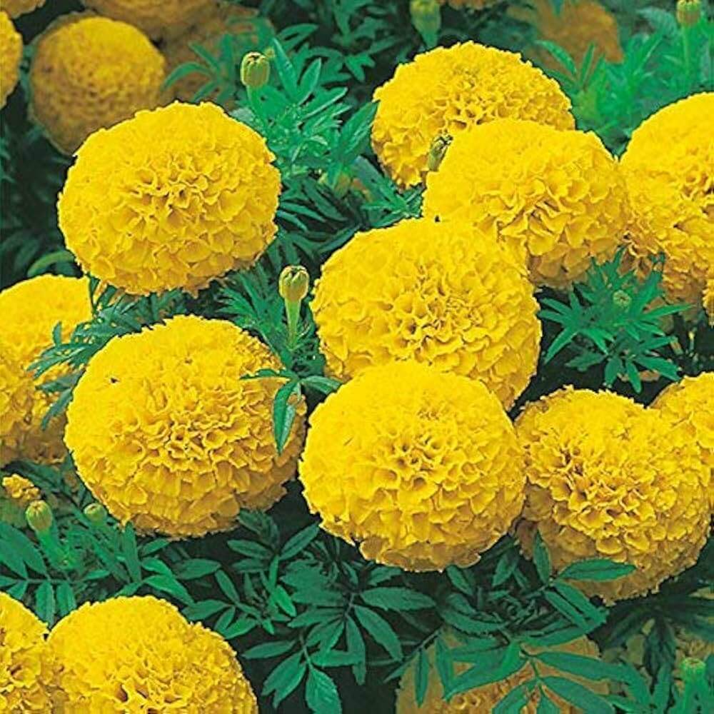 Mexican Golden Yellow Marigold Seeds