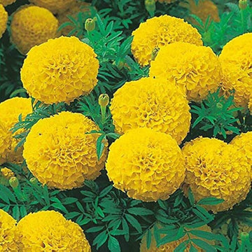 Mexican Golden Yellow Marigold Seeds