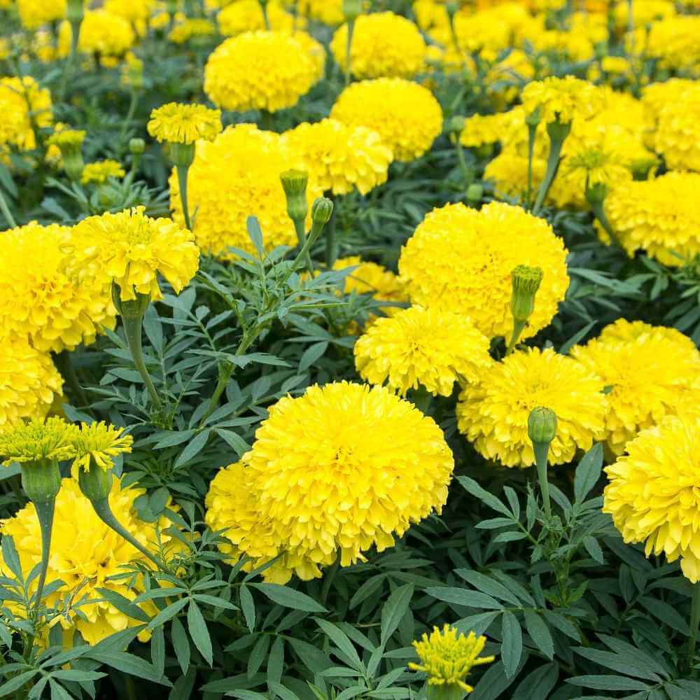 Mexican Golden Yellow Marigold Seeds