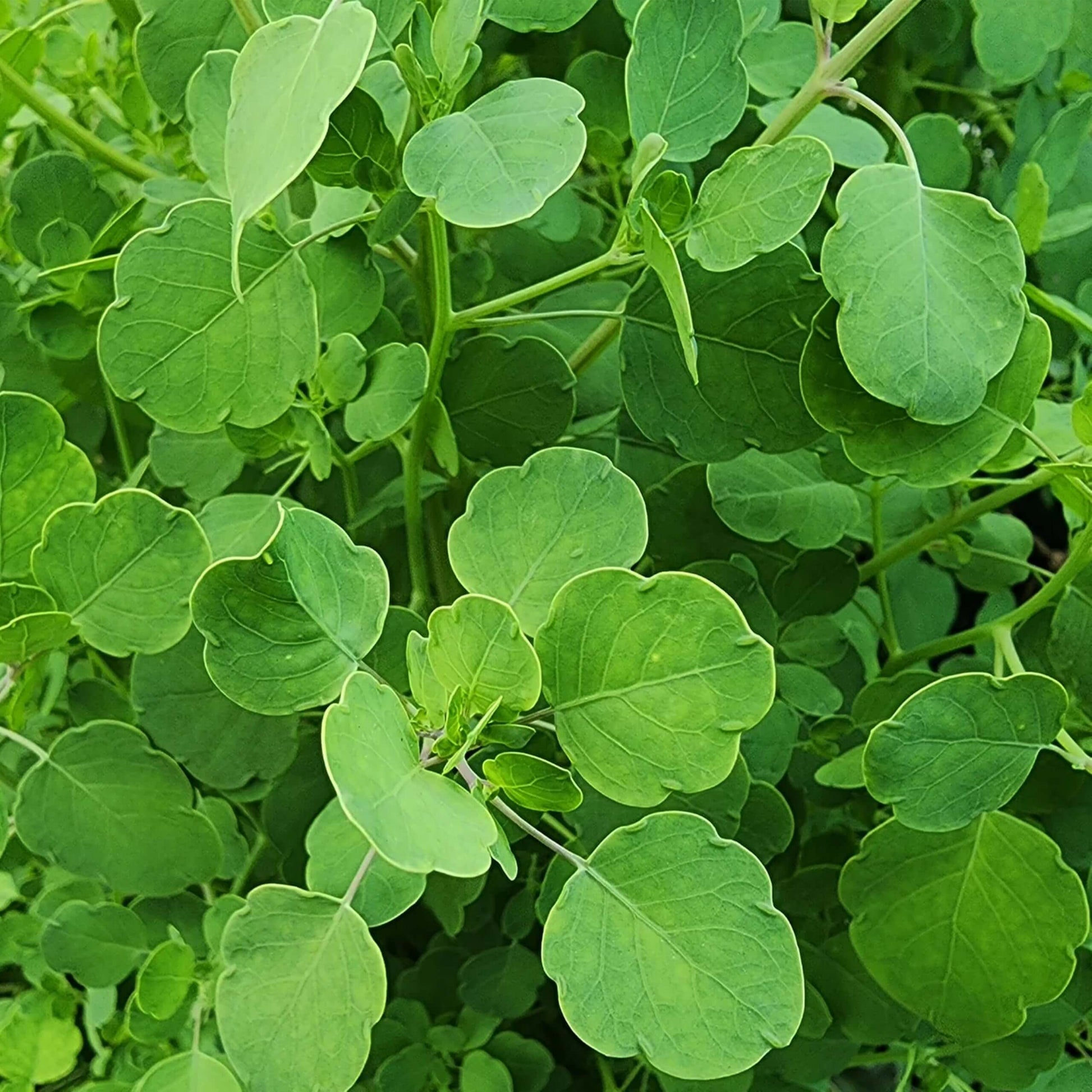Mexican Papalo Seeds - Herbal Plant