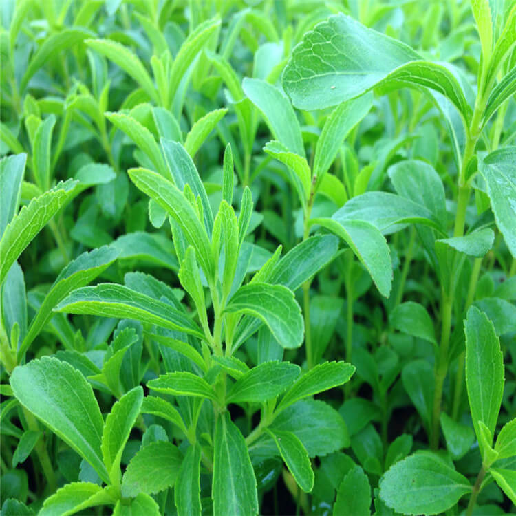Mexican Papalo Seeds - Herbal Plant