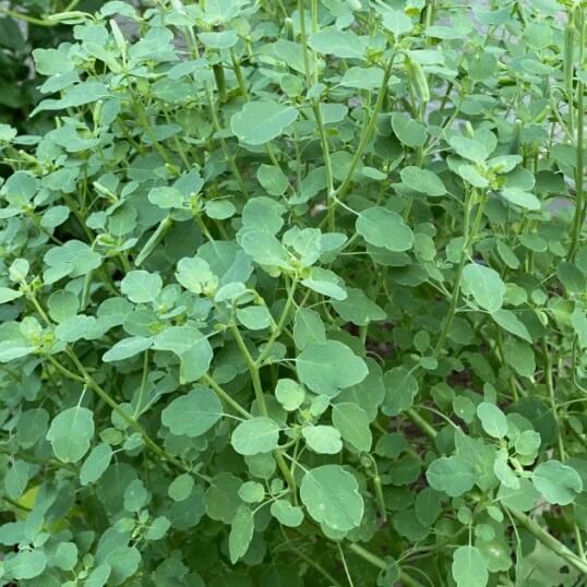 Mexican Papalo Seeds - Herbal Plant