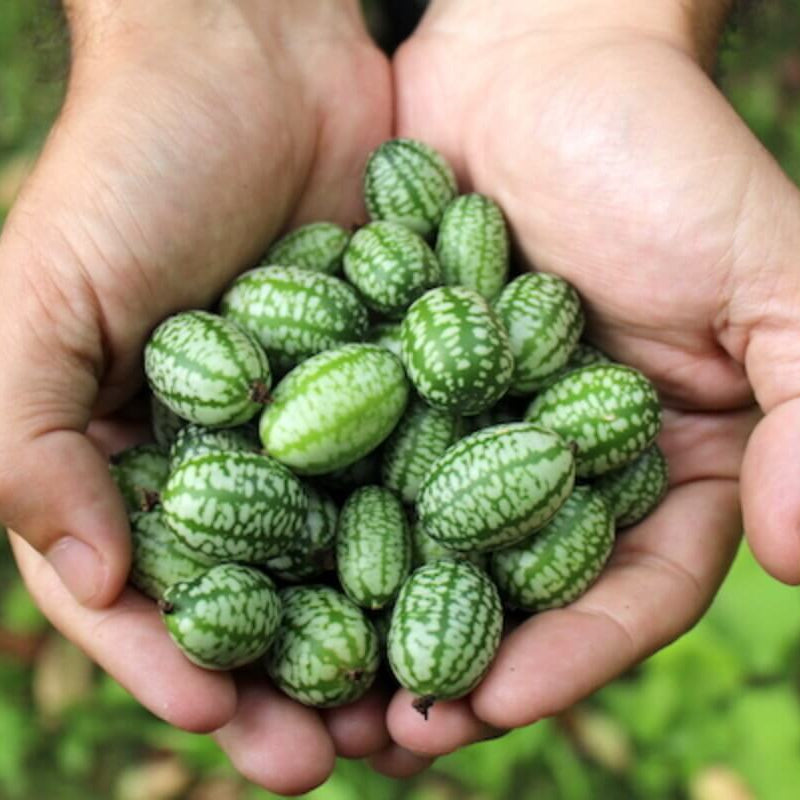 Mexican Sour Gherkin Seeds