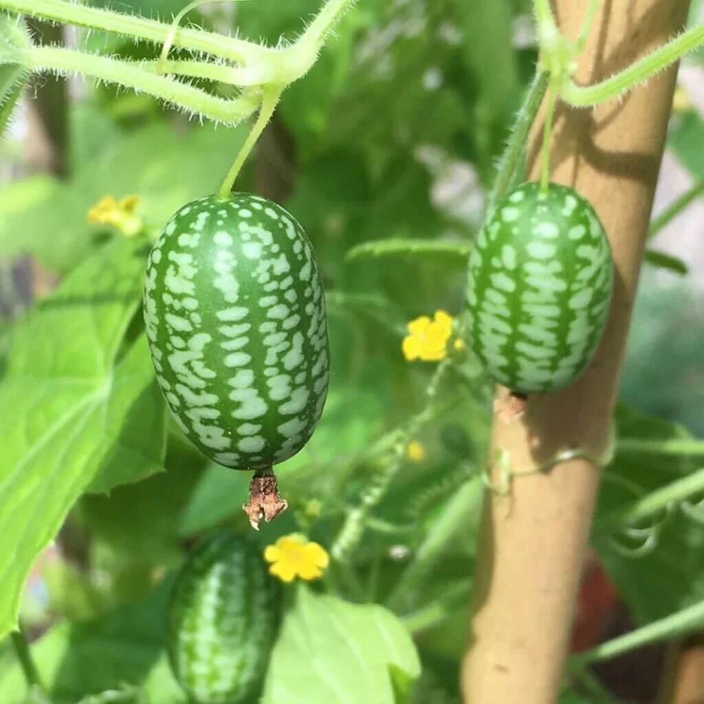 Mexican Sour Gherkin Seeds