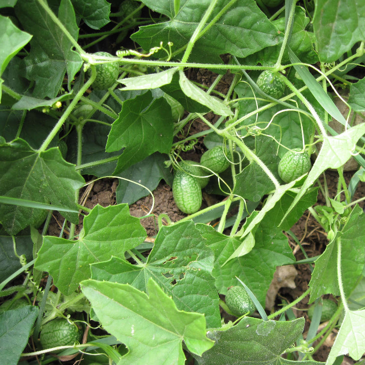 Mexican Sour Gherkin Seeds