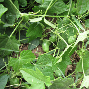 Mexican Sour Gherkin Seeds