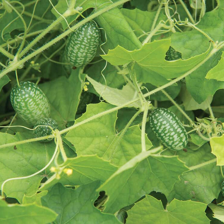 Mexican Sour Gherkin Seeds