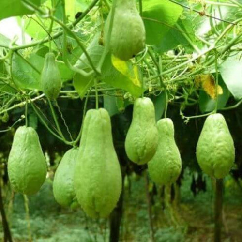 
Mexican Squash Seeds - Vegetable Plant
