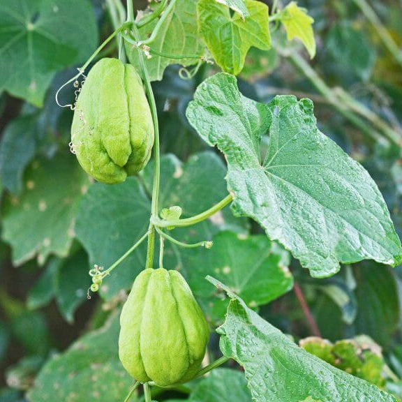 
Mexican Squash Seeds - Vegetable Plant
