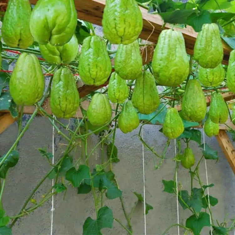 
Mexican Squash Seeds - Vegetable Plant

