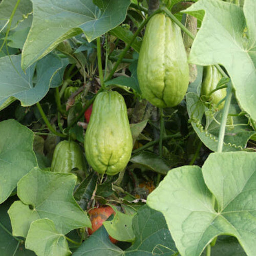 
Mexican Squash Seeds - Vegetable Plant
