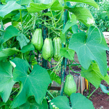
Mexican Squash Seeds - Vegetable Plant
