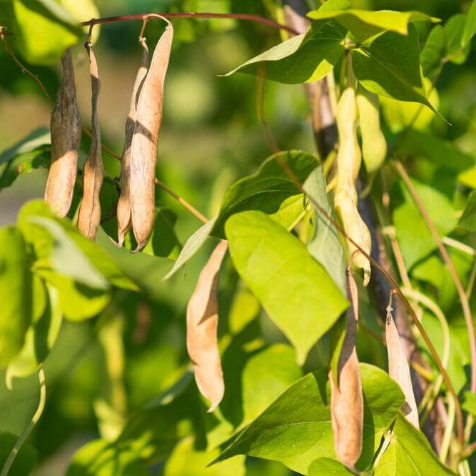 Mexican Tepary Beans Seeds - Vegetable Plant 