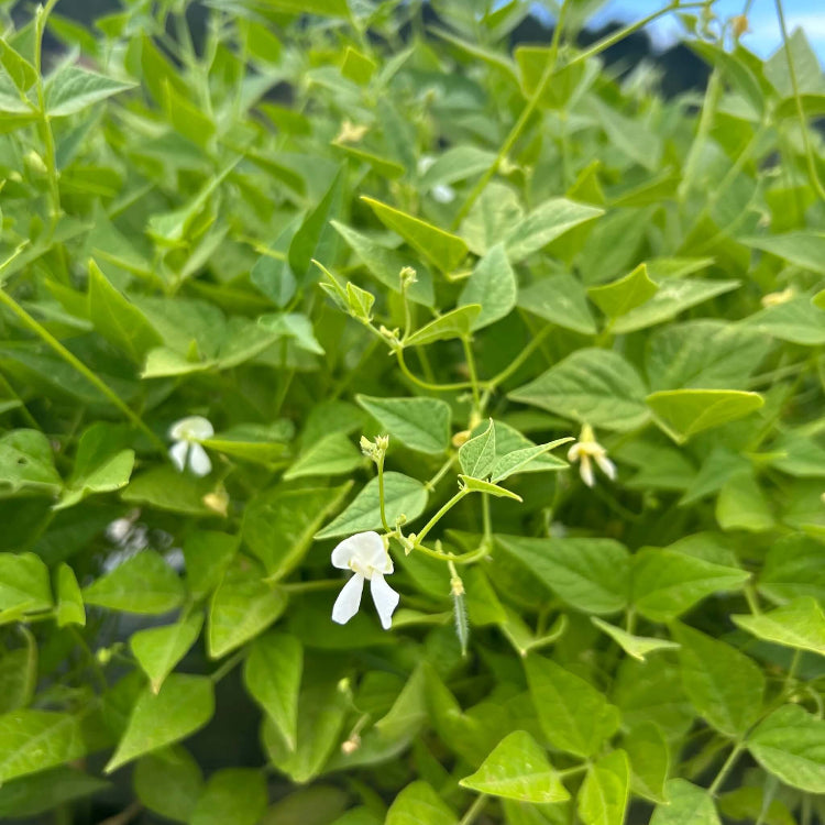 Mexican Tepary Beans Seeds - Vegetable Plant 