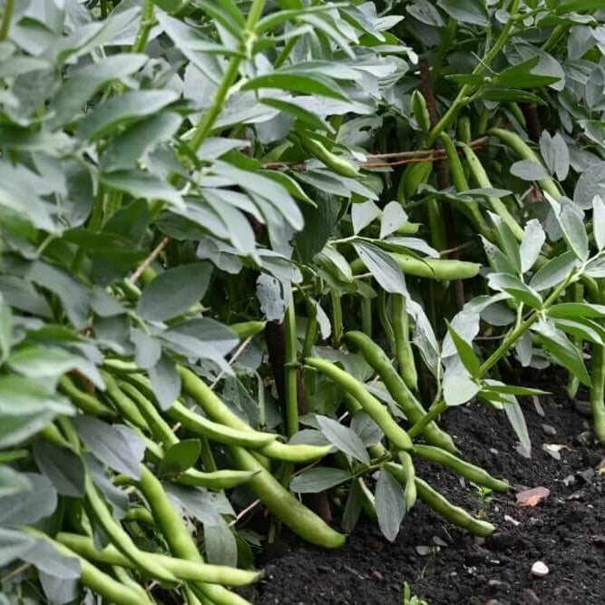 Mexican Tepary Beans Seeds - Vegetable Plant 