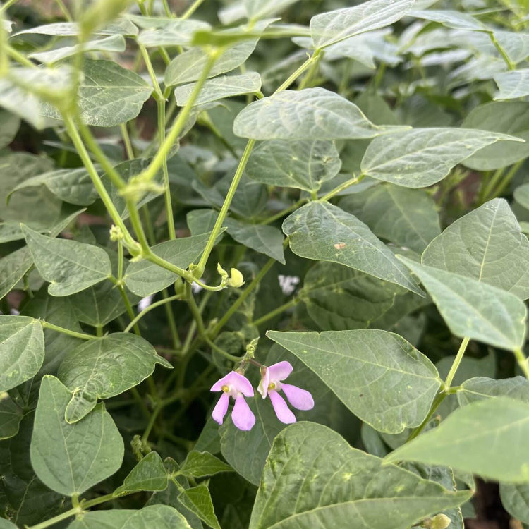 Mexican Tepary Beans Seeds - Vegetable Plant 