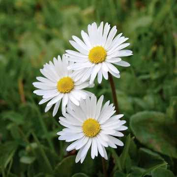 Mexican fleabane Santa Barbara Daisy Seeds