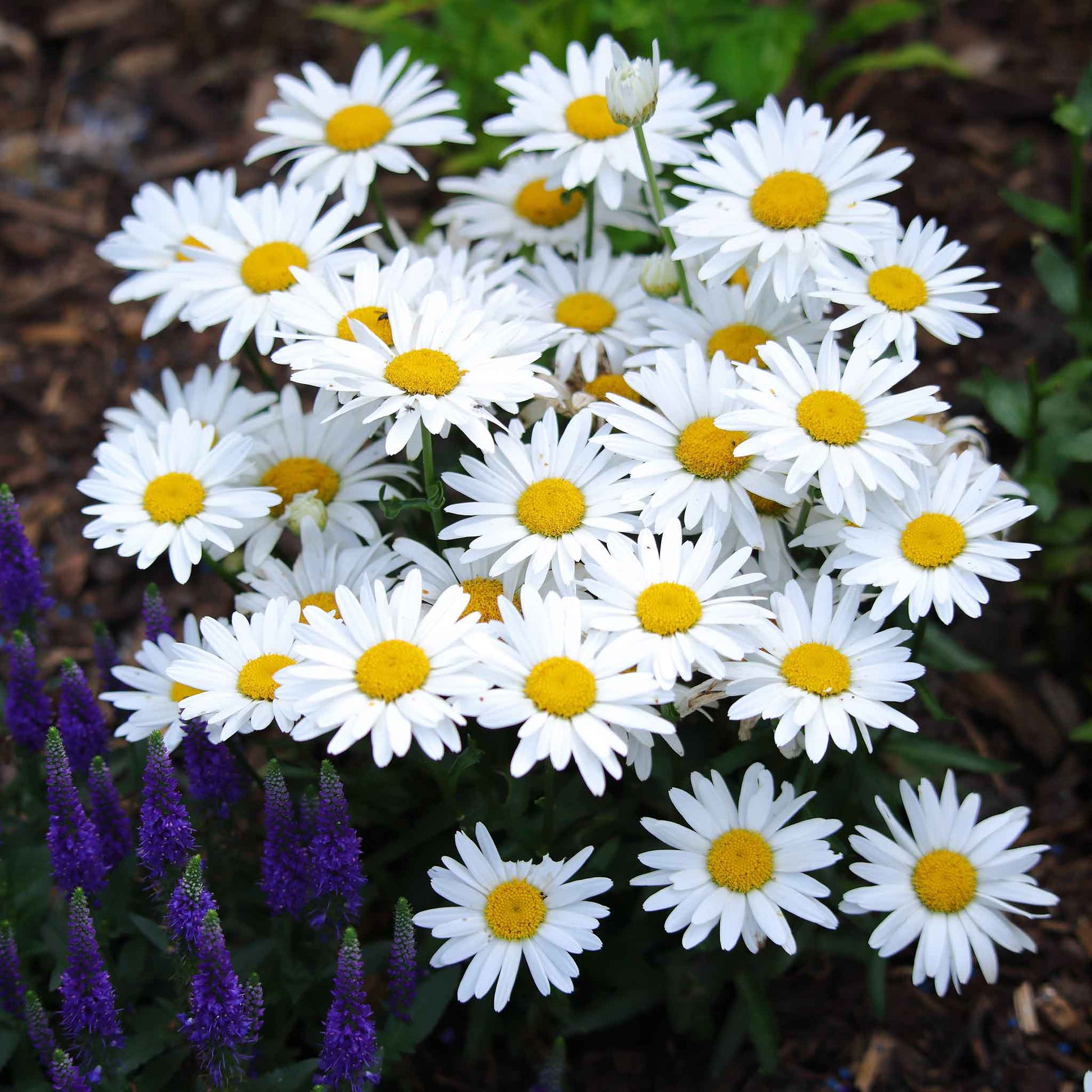Mexican fleabane Santa Barbara Daisy Seeds