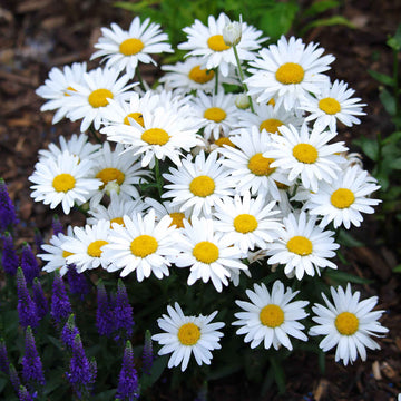 Mexican fleabane Santa Barbara Daisy Seeds