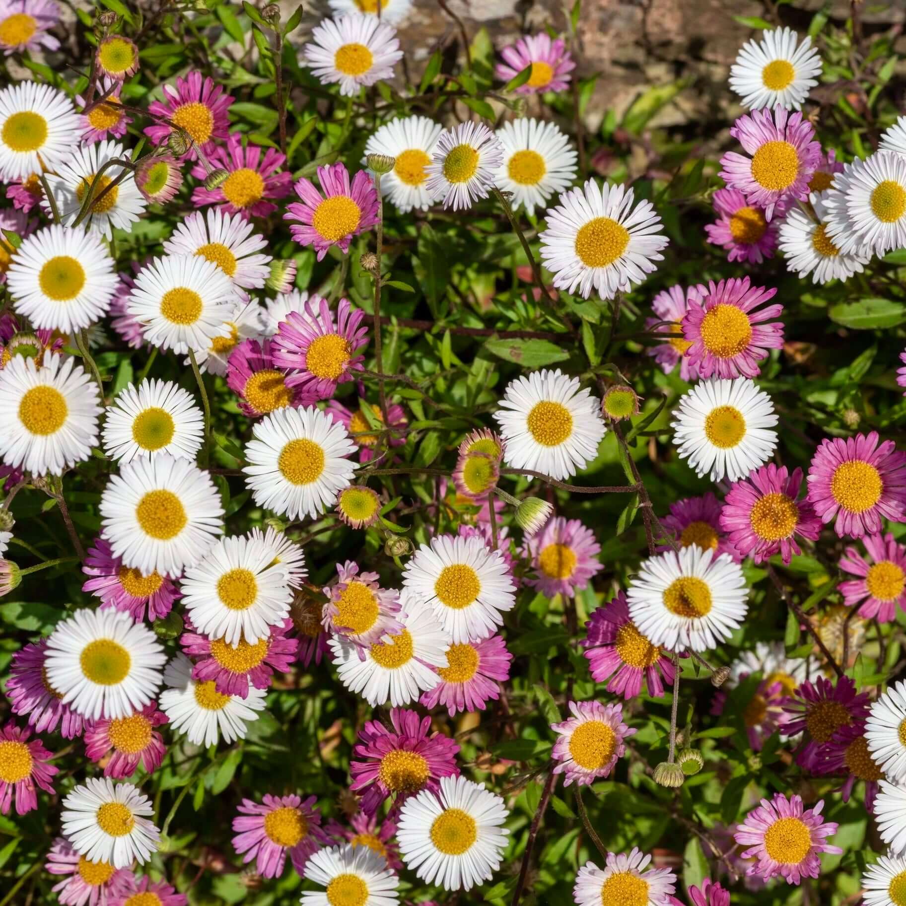 Mexican fleabane Santa Barbara Daisy Seeds