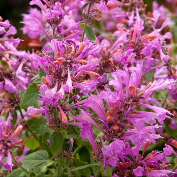 Mexicana Hardy Agastache Seeds 