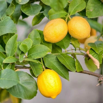 Meyer Lemon Seeds