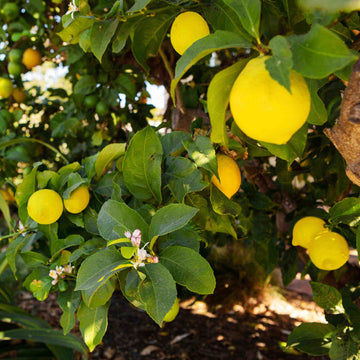 Meyer Lemon Seeds