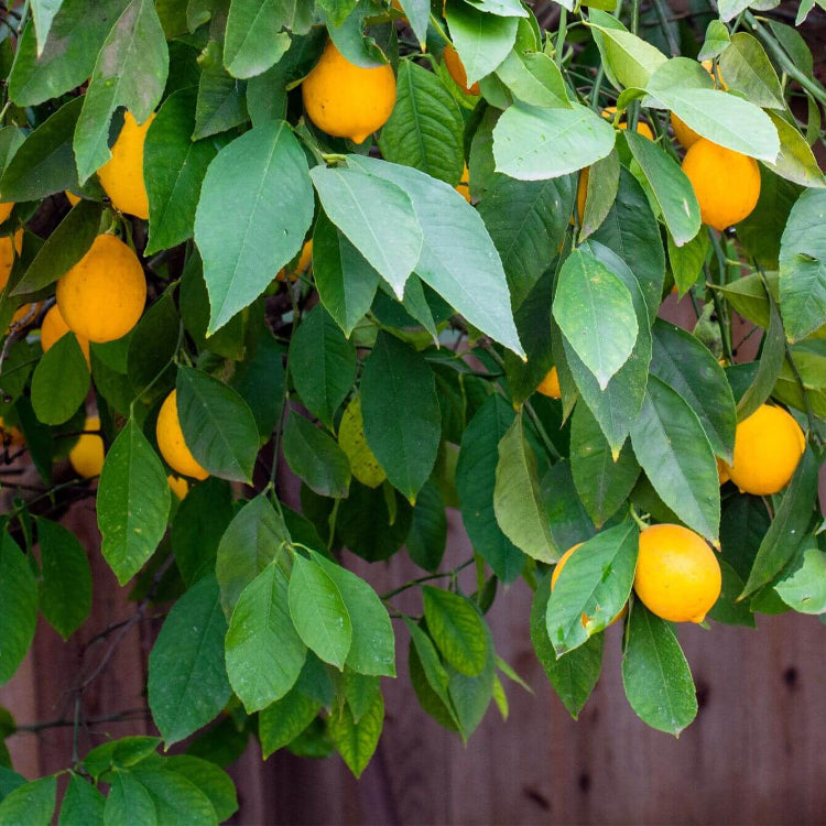 Meyer Lemon Seeds