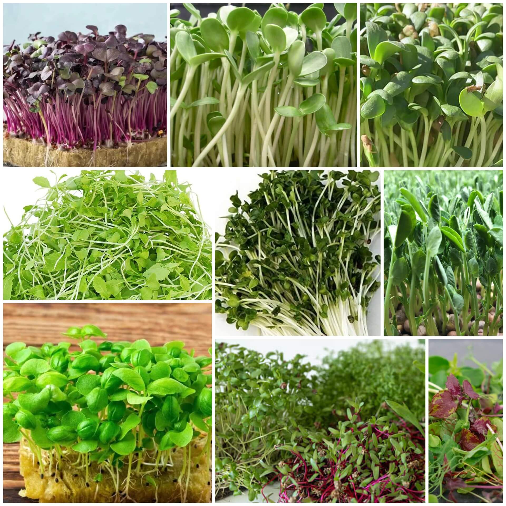 Microgreens Seeds - All In One For Home Gardens