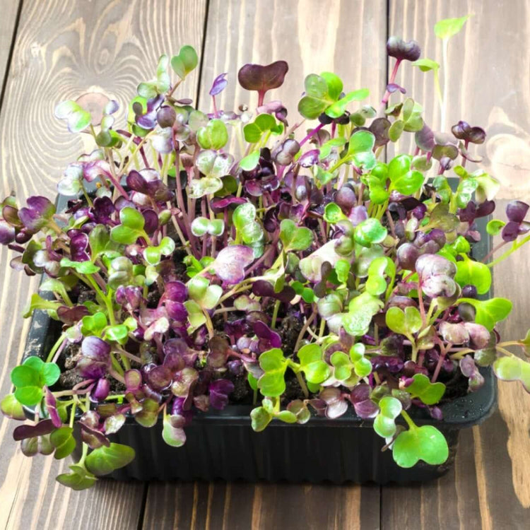 Microgreens Seeds - All In One For Home Gardens