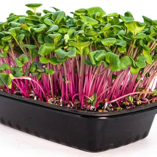 Microgreens Seeds - All In One For Home Gardens