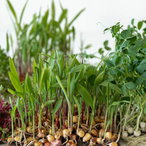 Microgreens Seeds - All In One For Home Gardens