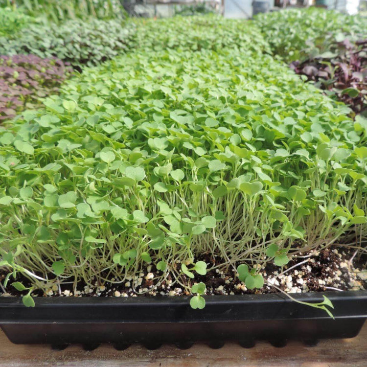 Microgreens Seeds - All In One For Home Gardens