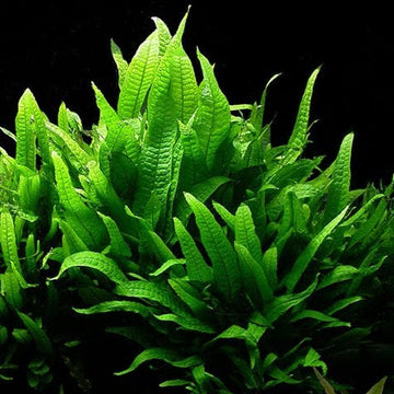 Java Fern Seeds - Flower Plant