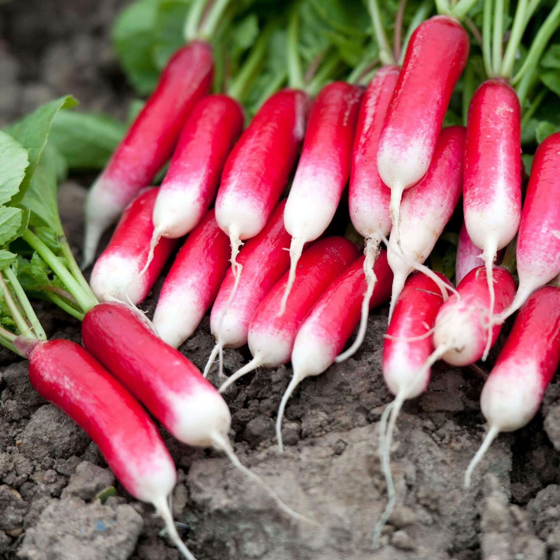 Mila Radish Seeds