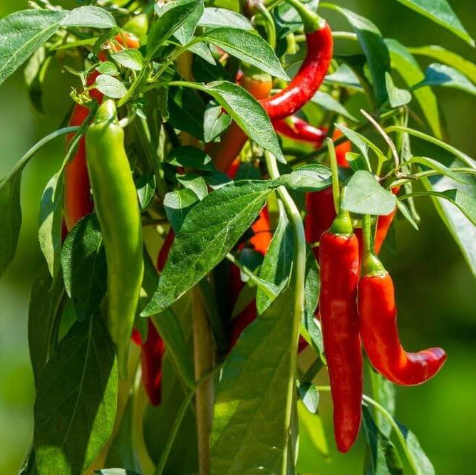 Mild Chili Pepper Seeds