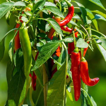 Mild Chili Pepper Seeds