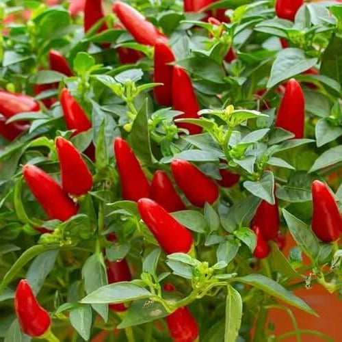 Mild Chili Pepper Seeds