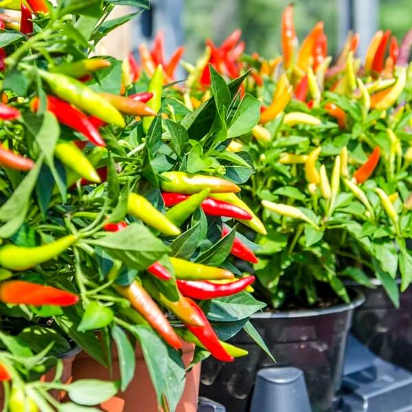 Mild Chili Pepper Seeds