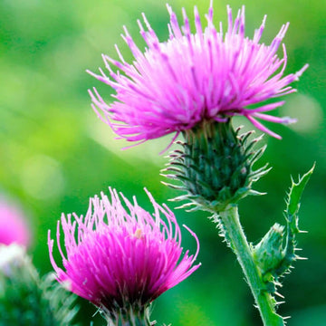 Milk Thistle Seeds