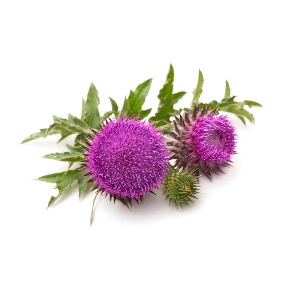 Milk Thistle Seeds